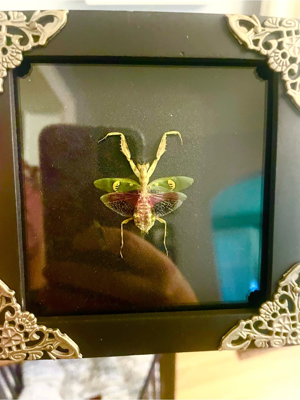 Framed Praying Mantis Display - Green Accent